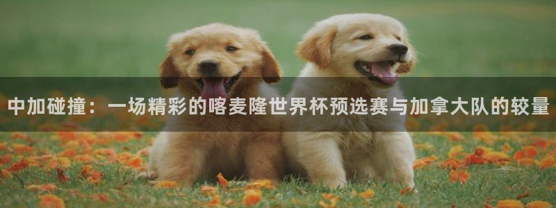 2026世界杯亚洲区预选赛:中加碰撞:一场精彩的喀麦隆世界杯预选赛与加拿大队的较量